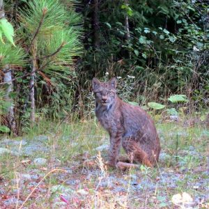 Summer lynx at NLR.