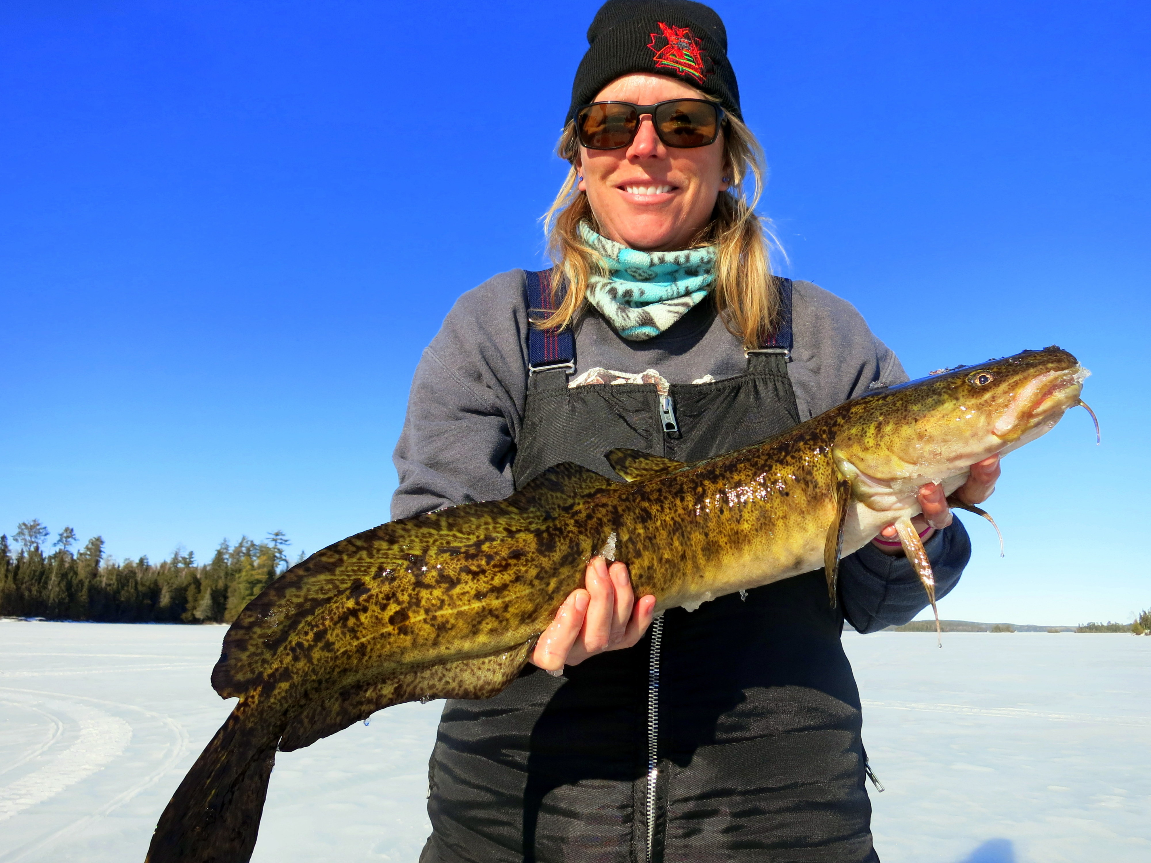 Burbot, ling, lawyer, freshwater cod..... | Northern Light Resort