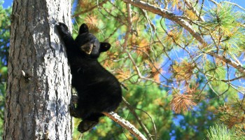 Bear cub in a tree