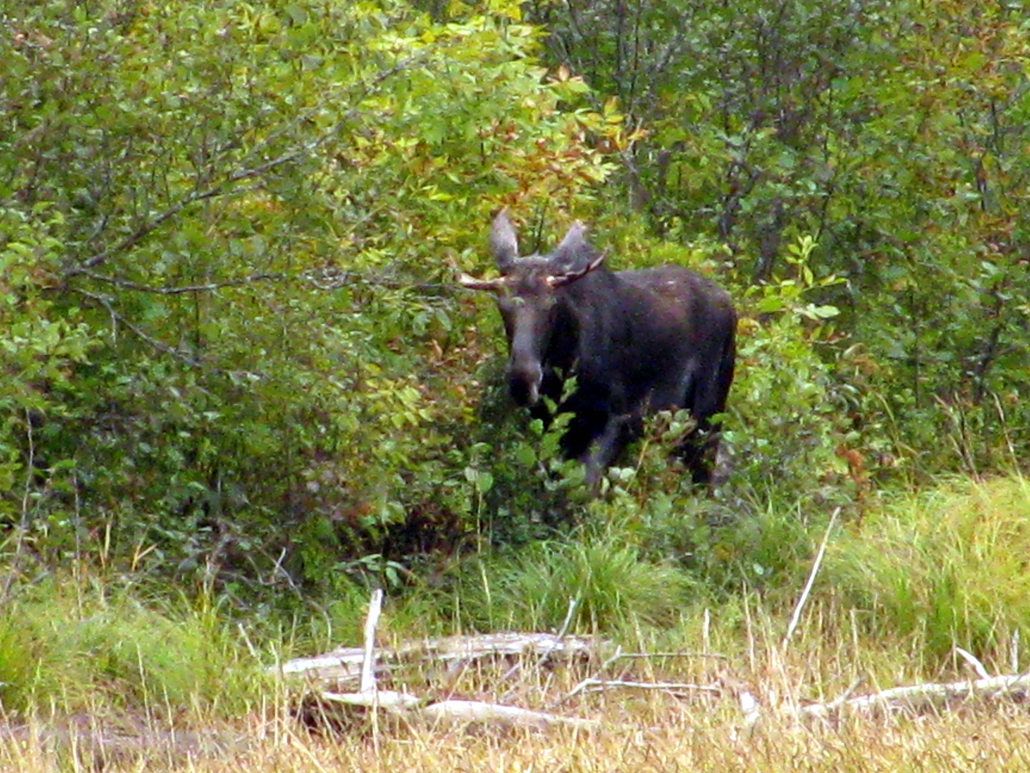 Moose Northern Light Resort